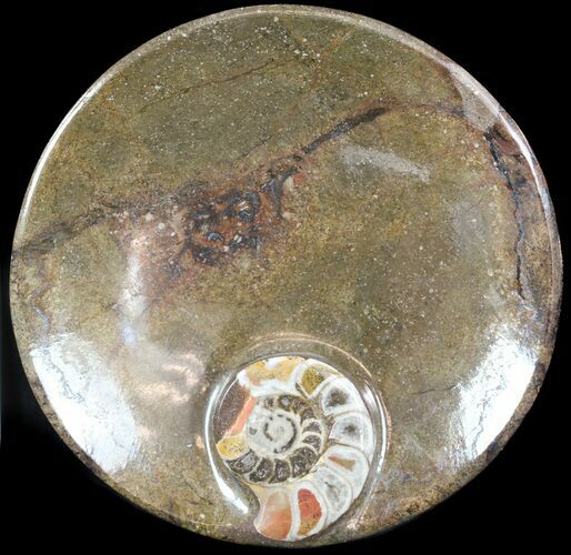 -/ Fossil Goniatite Dish - Stoneware #49387